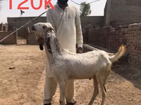 ماعز (دفعة، الجنس غير محدد), Najdi goat — الصورة 4