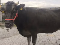 Cow, Alatau breed — photo 5
