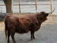 Kuh, Highland — Foto 3