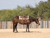 Mare, Quarter Horse — photo 6