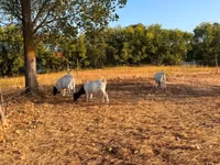 Cabra, Boer goat — foto 5