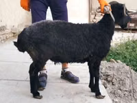نعجة, Arabi sheep — الصورة 2