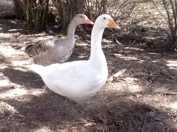 Geese