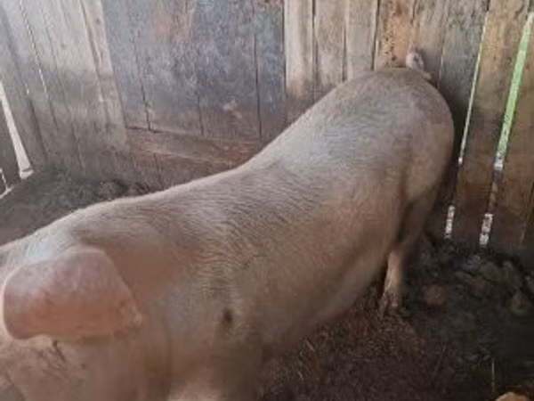 Sow, Pigs