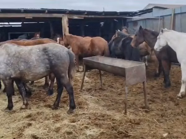 Mare, Kazakh horse