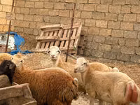 Sheep, Apsheron sheep — photo 6