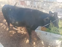 Toro, Ganado vacuno — foto 3