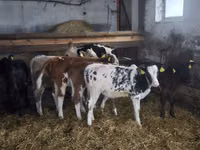 Cow, Cattle — photo 2