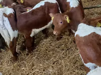 ثور, Simmental cattle — الصورة 3