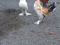 Bantam japonesa — foto 6