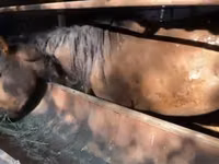 Horses (batch, sex not specified), Horses — photo 3