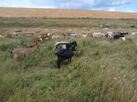 Ziege, Ziegen — Foto 3