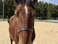 Horse (M), Belgian Draught — photo 3