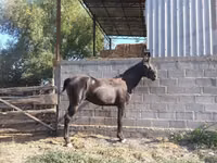Horse (M), Friesian sport horse — photo 1
