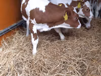 Toro, Pinzgauer cattle — foto 3