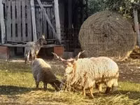 Ram, Baerchuke sheep — photo 2