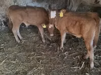 Bulle, Limousin-Kuh — Foto 3