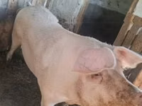 Sow, Pigs — photo 3