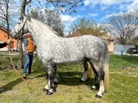 Caballo, Caballos — foto 5