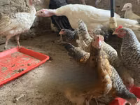 Turkeys — photo 2