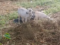 Goat, Goats — photo 3