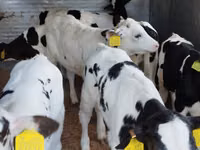 Rinder (Partie, Geschlecht nicht angegeben), Russian Black pied cattle — Foto 5
