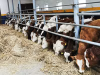 أبقار (دفعة، الجنس غير محدد), Simmental cattle — الصورة 1