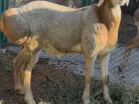 كبش, Arashan sheep — الصورة 6