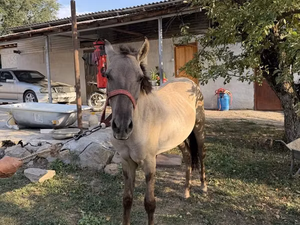 Horse (M), Tiger horse