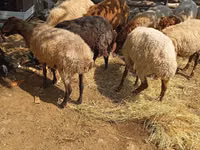 Ovejas (lote, sexo no especificado), Ovejas — foto 4