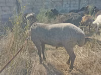 كبش, Arabi sheep — الصورة 3