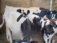 母牛, Holstein breed — 照片 2