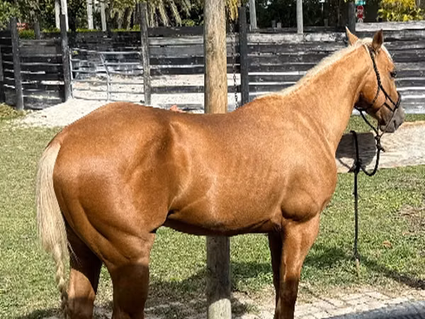 Hengst, Quarter Horse