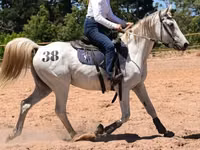 घोड़ा, Arabian horse — फ़ोटो 1