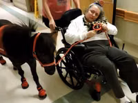 घोड़ा, Miniature horse — फ़ोटो 1
