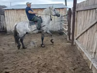 घोड़े (लॉट, लिंग निर्दिष्ट नहीं), Horse breed — फ़ोटो 8