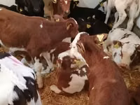 Cattle (batch, sex not specified), Simmental cattle — photo 2