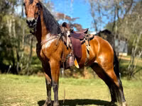 Hengst, Tennessee Walking Horse — Foto 1