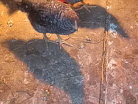 Australorp — foto 2