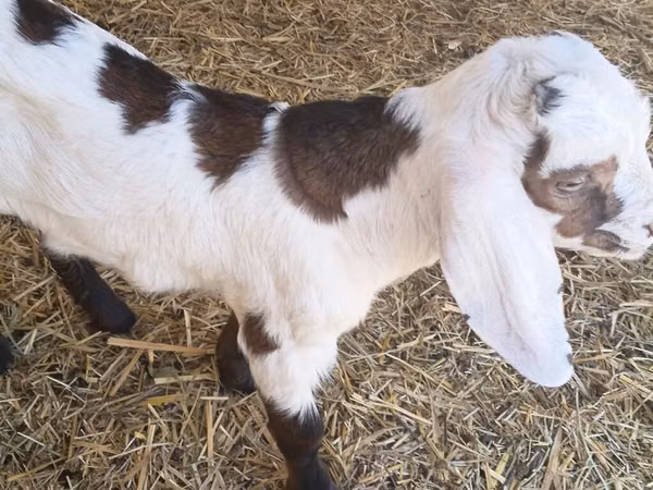 Billy Goat, Nubian Goat