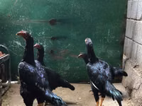 Gallinas Shamo — foto 2