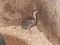 Guinea fowl — Foto 3