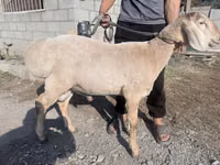 كبش, Arashan sheep — الصورة 1