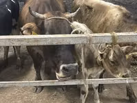 गाय, Ukrainian Brown Dairy Cattle — फ़ोटो 2