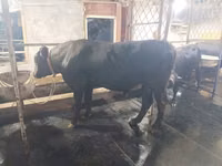 Kuh, Aberdeen-Angus — Foto 3