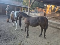 Horse (M), Welsh Cob — photo 5
