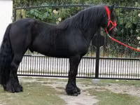 Hengst, Fell pony — Foto 4