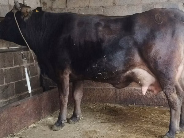Vaca, Ganado vacuno