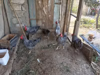Gallina eslovena barrada — foto 4