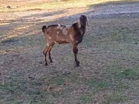 公山羊, Nubian Goat — 照片 1